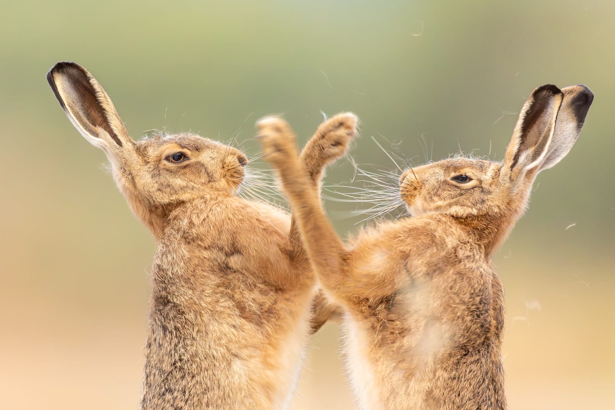 Two brown hares tussle with each other