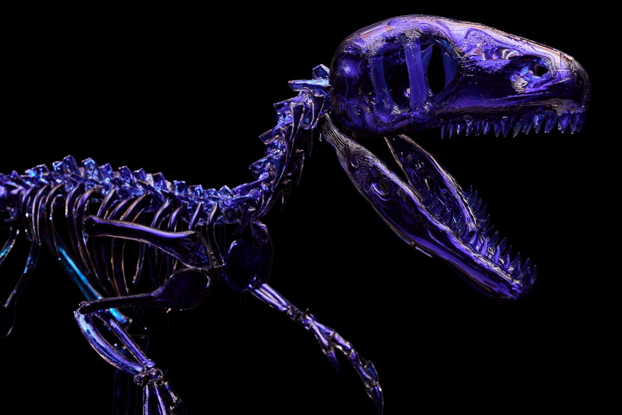 A life-size Dakotaraptor dinosaur skeleton made from blue glass