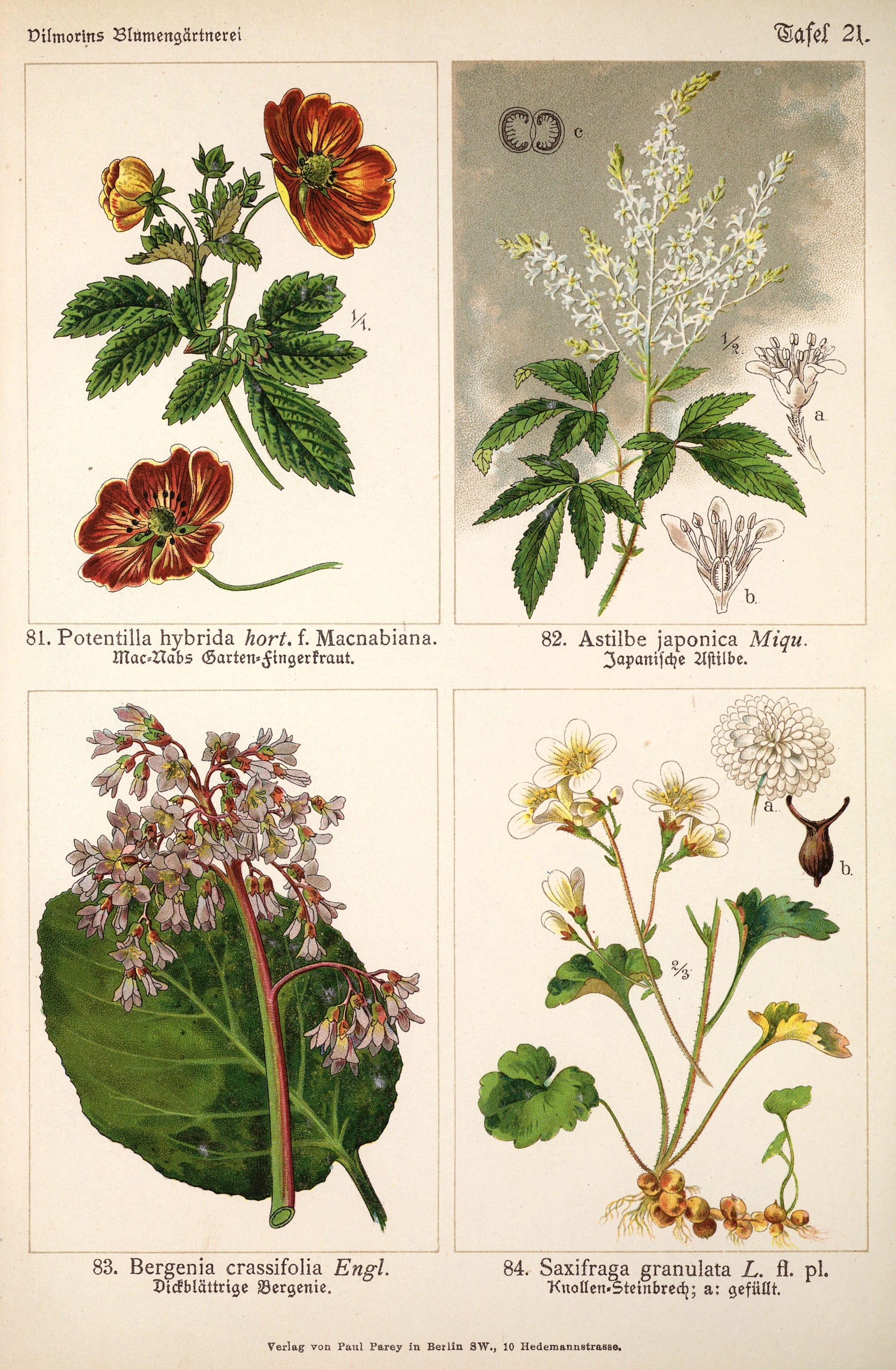 a lithograph of four botanical illustrations in a grid on one page from a German book about flowers