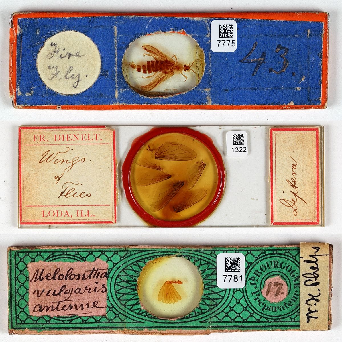A composite image of three historic, scientific specimens with colorful labels