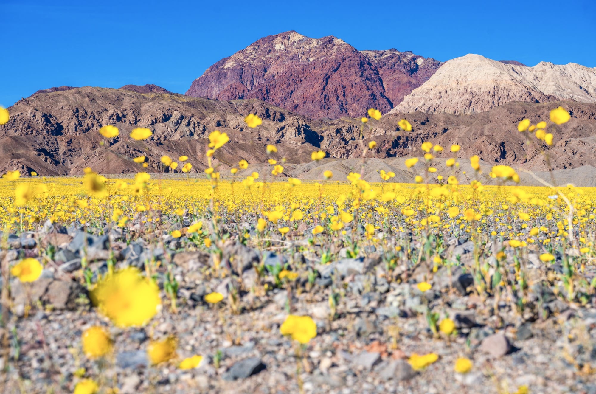 A wildflower superbloom in Death Valley National Park, California