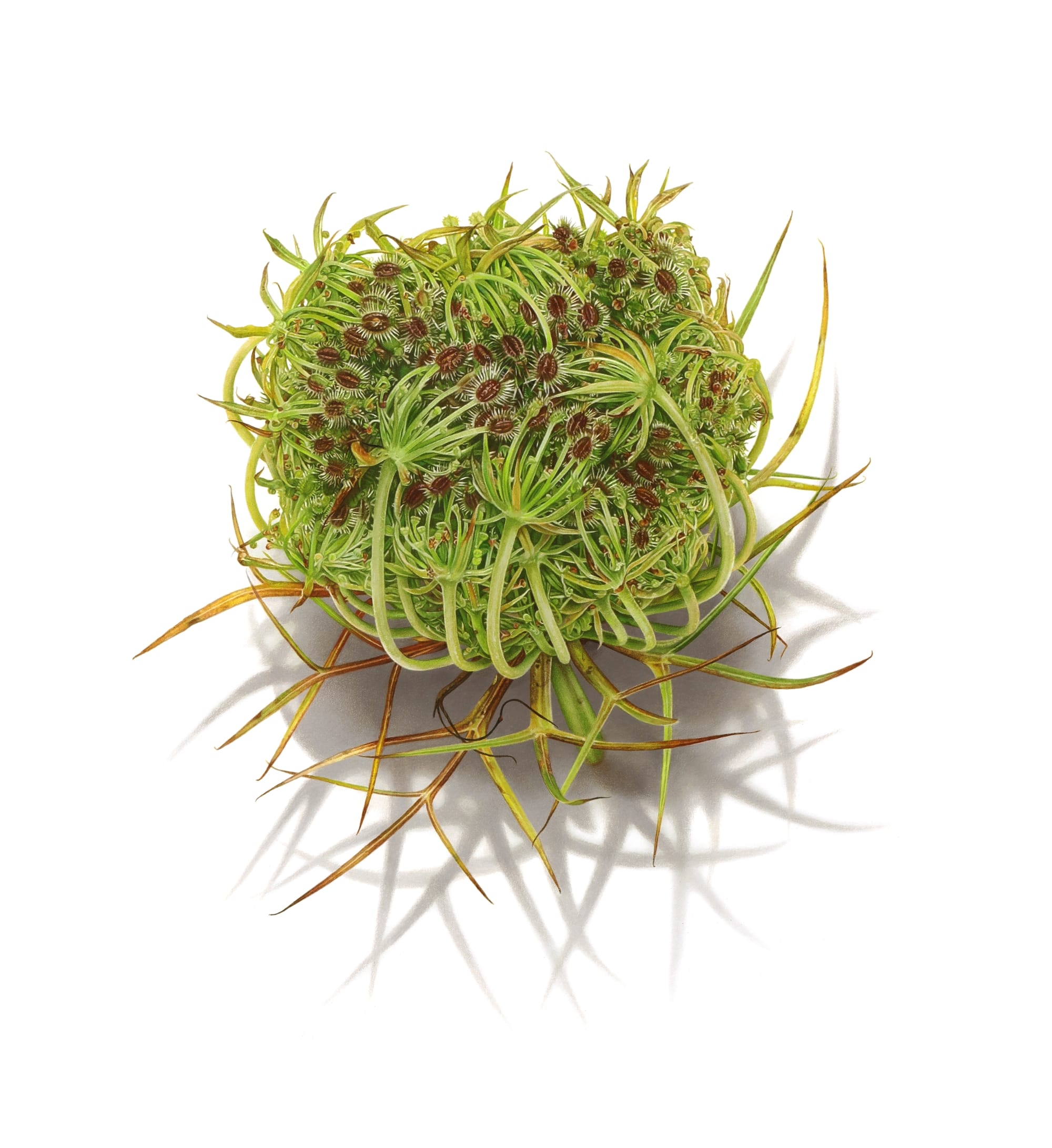 a green ball of moss by David Morrison