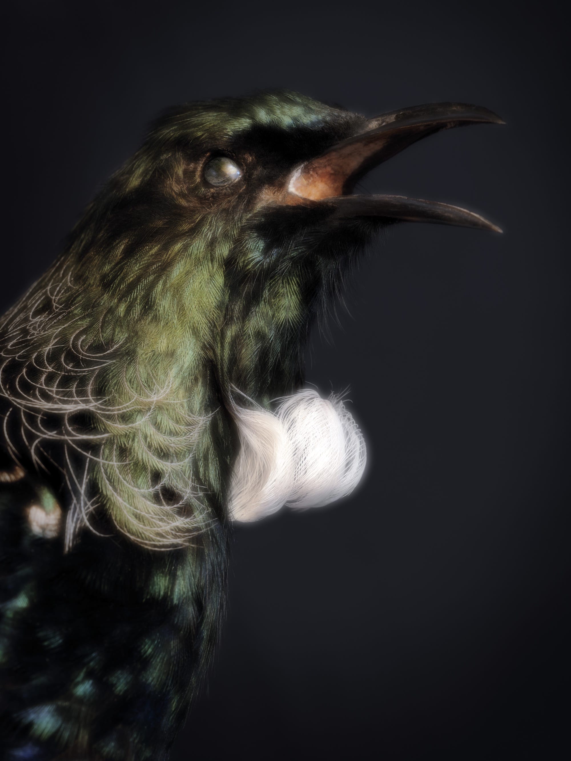 A photo of a Tūī bird with green feathers and white plumage on its chest, in a natural history collection in New Zealand