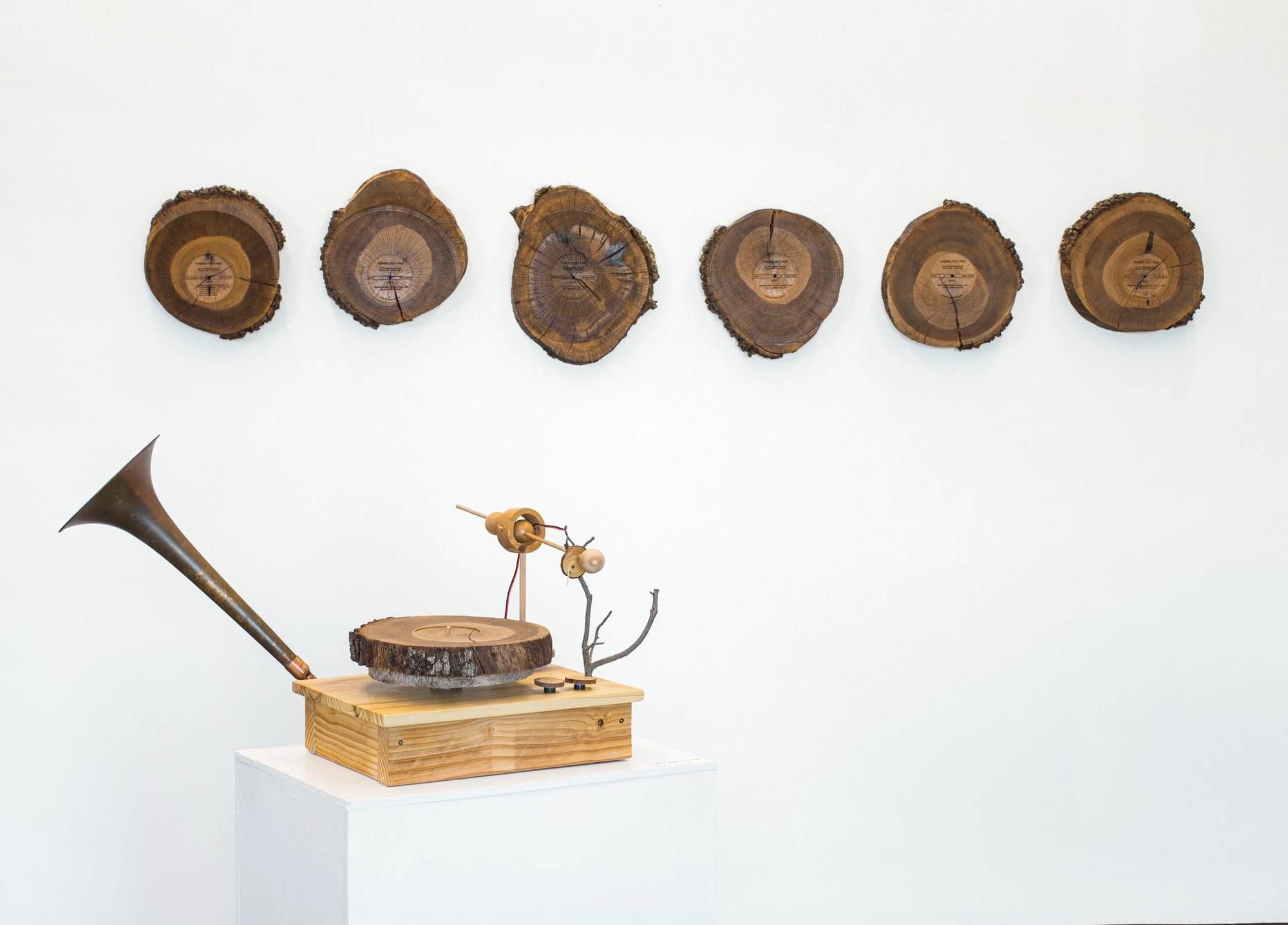 an installation view of Steve Parker's tree record sculptures