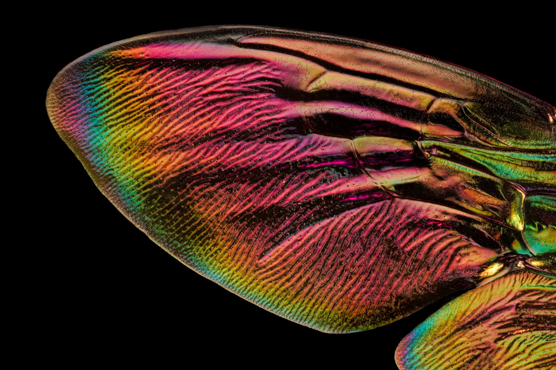 An ultra-macro close-up image of a prismatic insect wing