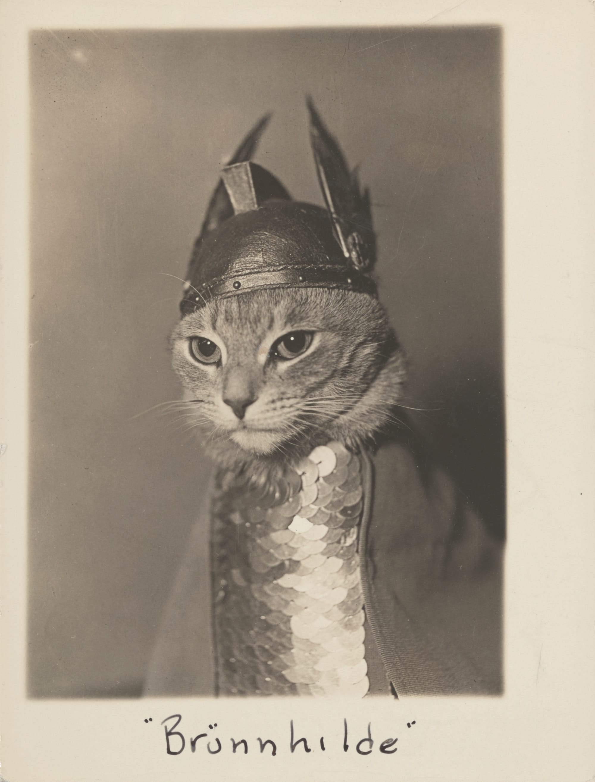 A comical black-and-white photograph by Adolp E. Weidhaas of a cat named "Brünnhilde" that wears a paper crown and cape