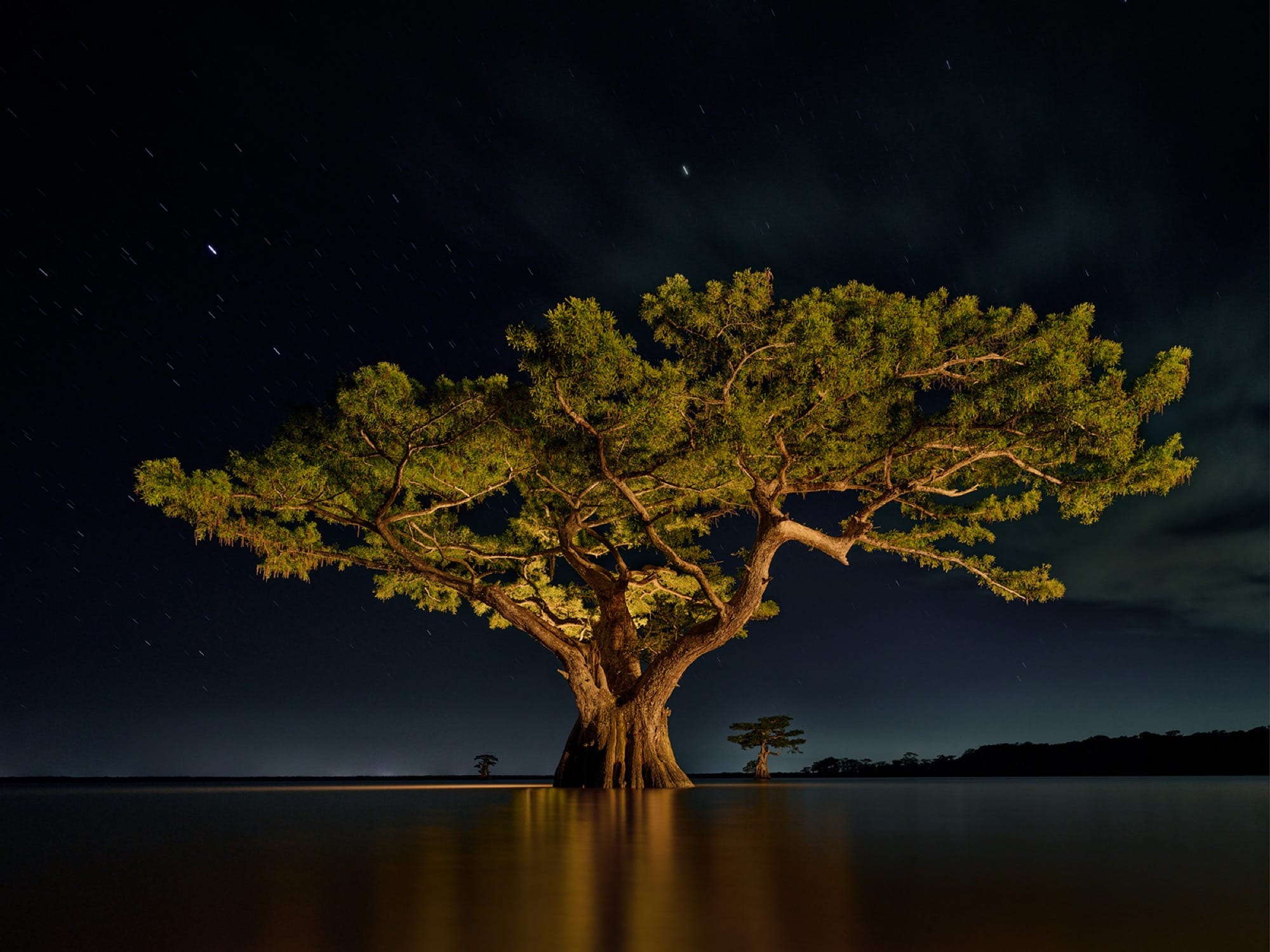 A large, healthy cypress tree in a Louisiana swamp, illuminated against a dark sky