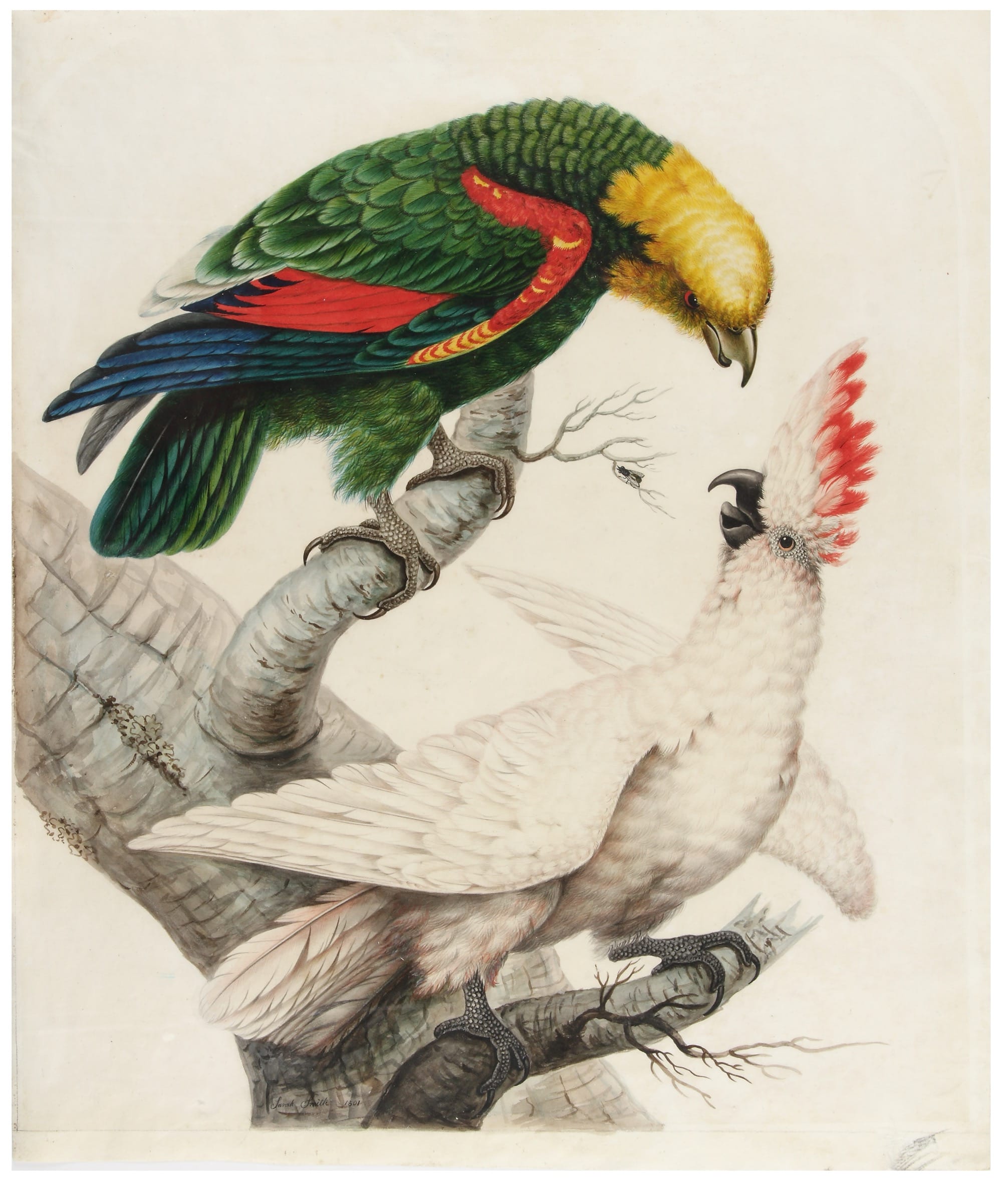 An 18th-century watercolor illustration by Sarah Stone of a parrot and a cockatoo