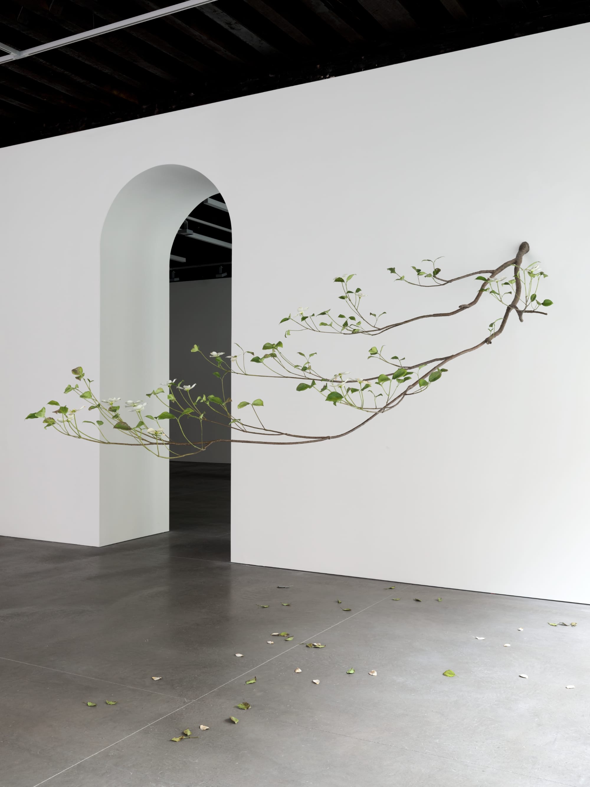 an installation view of a suspended branch with leaves and small white flowers by Alvaro Urbano