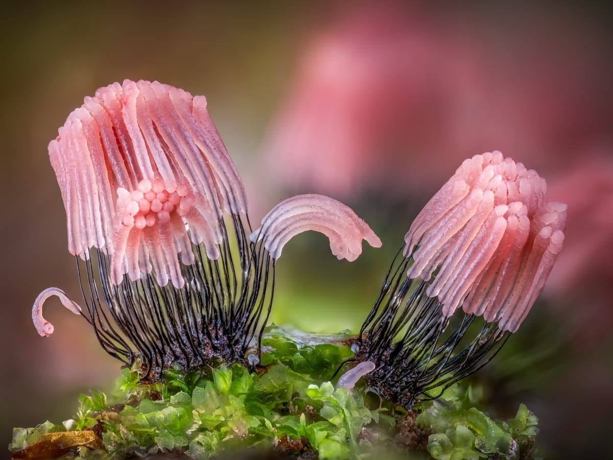A macro photo of slime mold