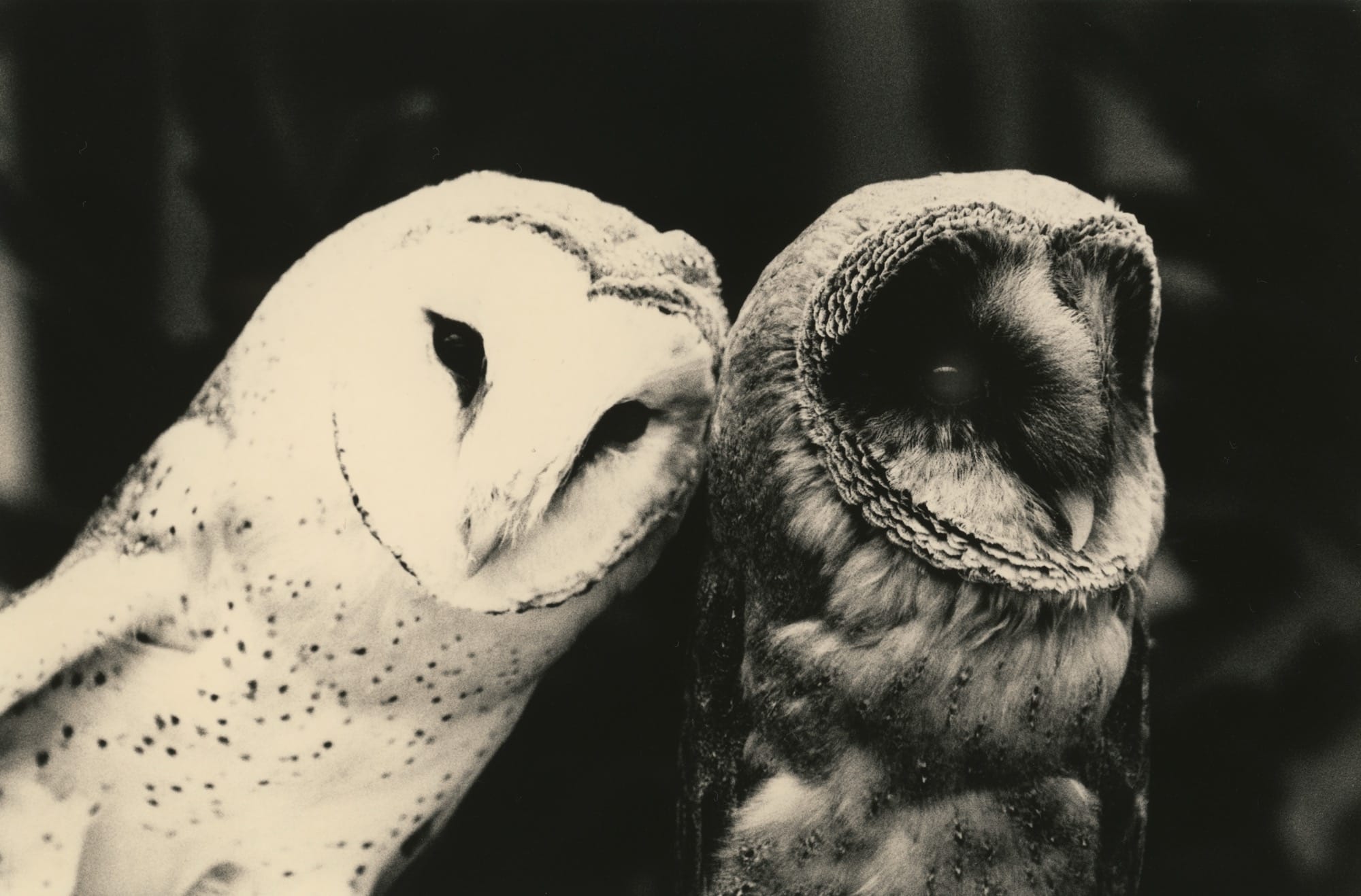 A black-and-white photo of two owls